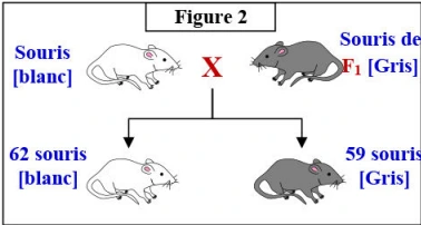 Les lois statistiques de la transmission des caractères héréditaires chez les diploïdes